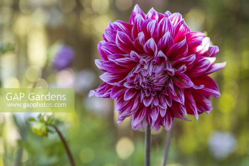 Dahlia 'Grande Finale'