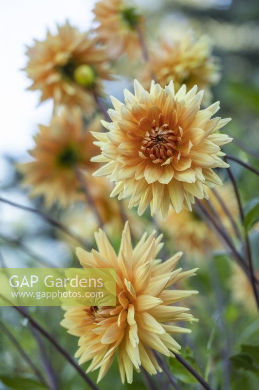 Dahlia 'Glorie van Noordwijk'