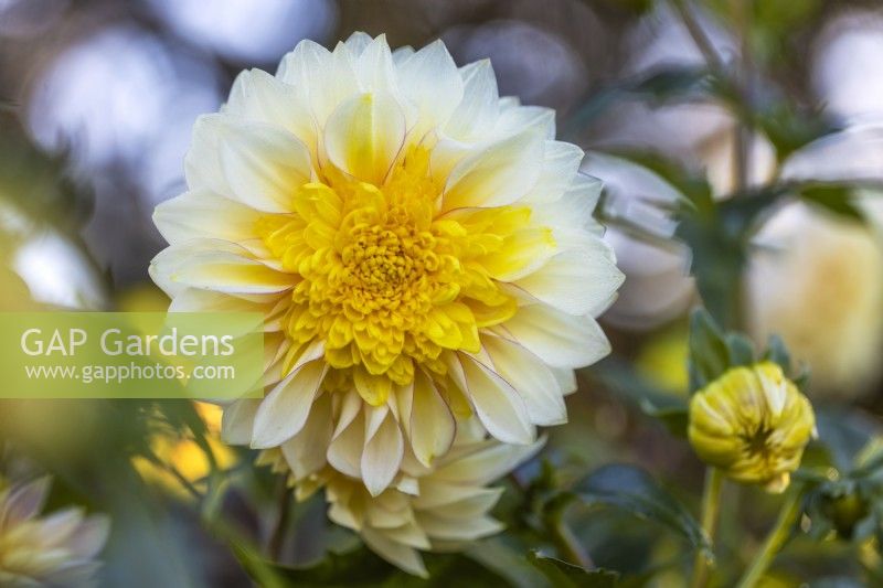 Dahlia 'Polka'