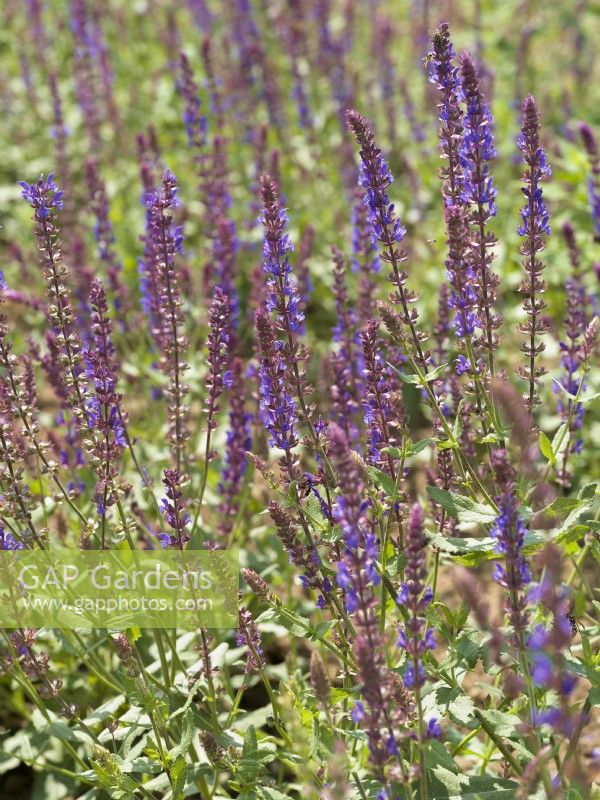 Salvia nemorosa, summer June