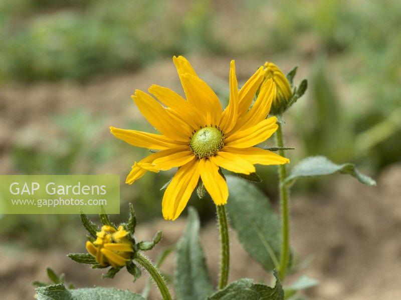 Rudbeckia Green Eyes, summer August