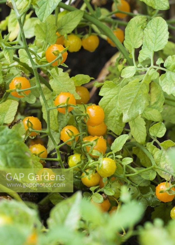 Solanum lycopersicum Golden Currant, autumn September