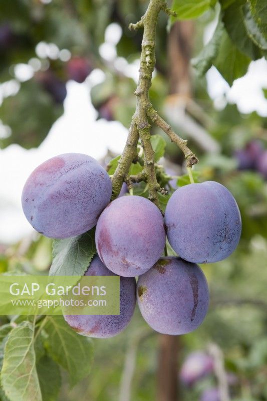 Plum - Prunus domestica 'Marjorie's Seedling'