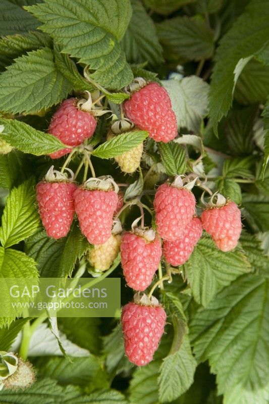 Raspberry - Rubus idaeus 'Malling Minerva'