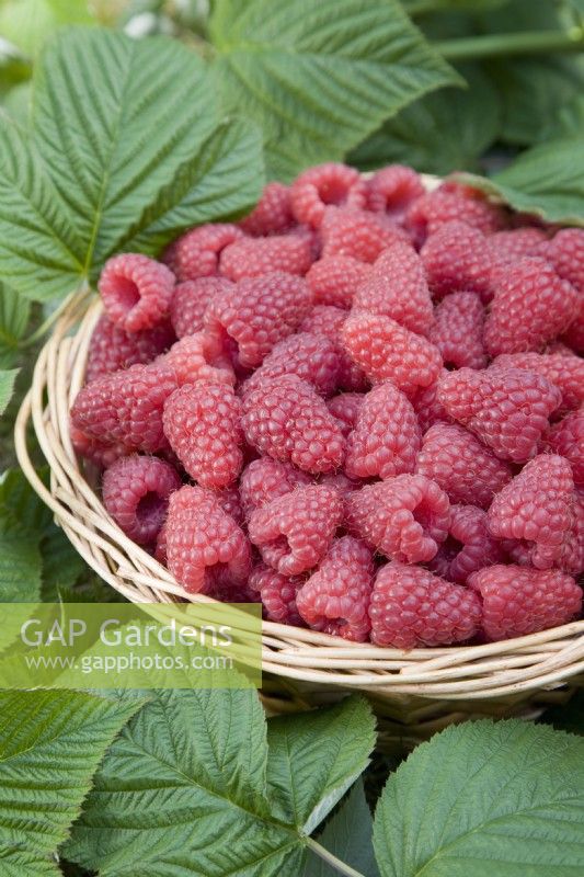 Raspberry - Rubus idaeus 'Tulameen'