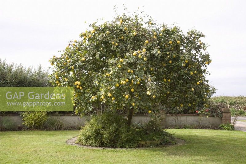 Quince - Cydonia oblonga 'Meeches Prolific'