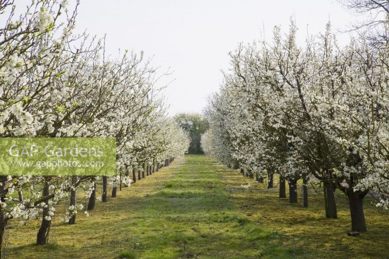 Plum Blossom - Prunus domestica 'Avalon' on St. Julien 'A' rootstock