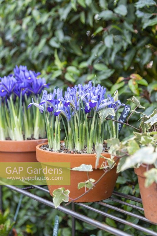 Iris reticulata 'Alida' in terracotta pot on metal shelves