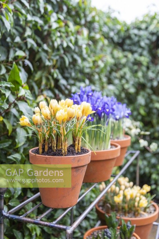 Crocus chrysanthus 'Romance' in terracotta pot on metal shelves