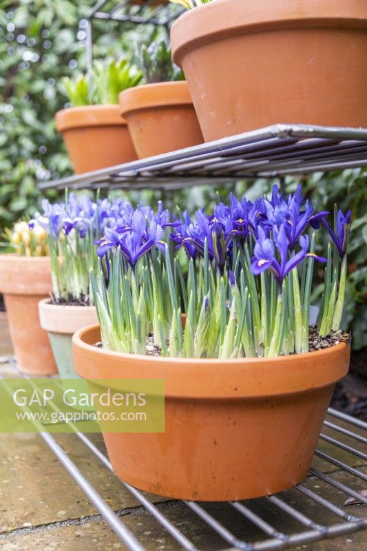 Iris reticulata 'Pixie' in terracotta pot on metal shelves