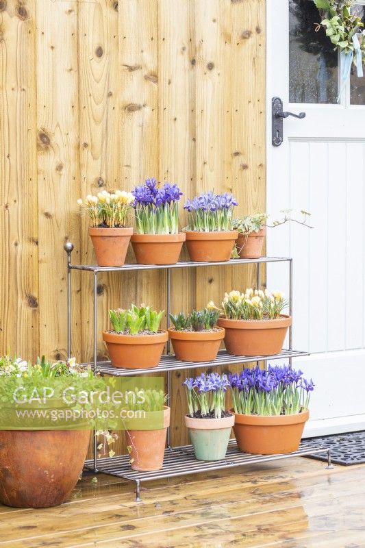 Iris' 'Pixie' and 'Alida', Crocus 'Romance', Hyacinths 'Fondant' and 'Delft Blue' arranged on metal shelves on wooden deck