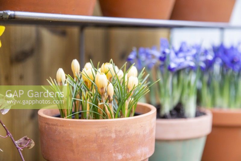 Crocus chrysanthus 'Romance' in terracotta pot on metal shelves