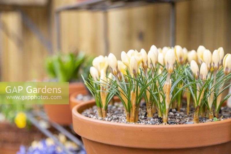 Crocus chrysanthus 'Romance' in terracotta pot on metal shelves