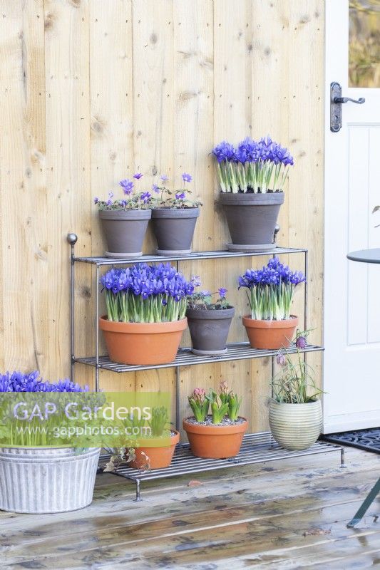 Iris 'Pixie', Anemone blanda 'Blue Shades', Hyacinths 'Fondant' and 'Delft Blue' and Fritillaria meleagris arranged on metal shelves on wooden deck