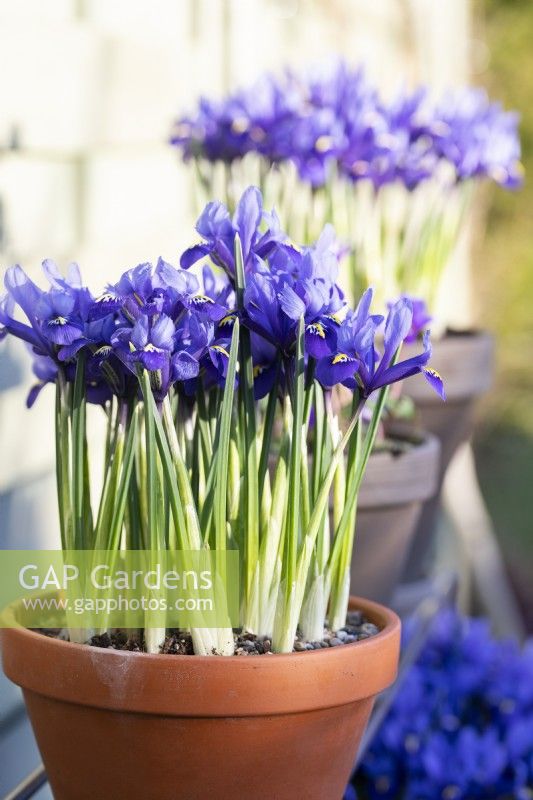 Iris reticulata 'Pixie' in terracotta pot