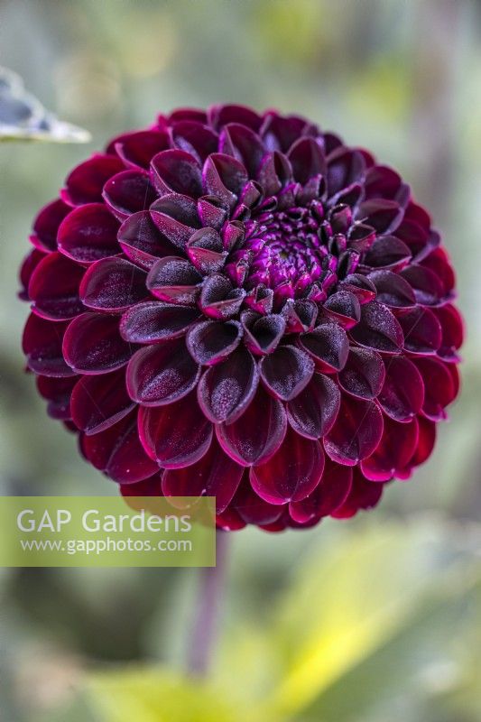 Dahlia 'Demon'