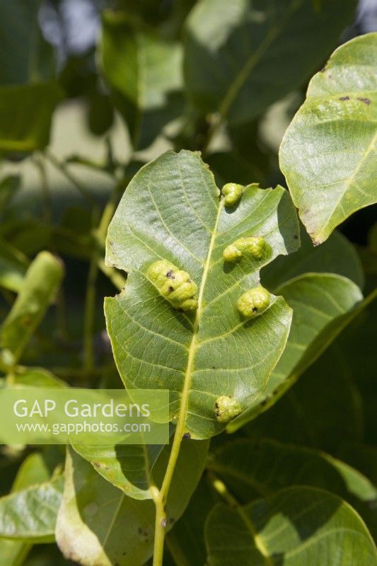 Walnut Leaf Blister Mite