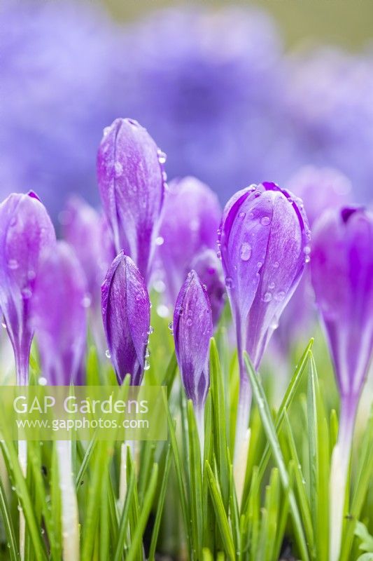 Crocus tommasinianus