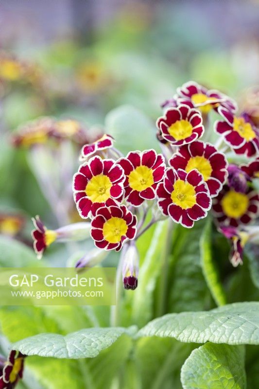 Polyanthus 'Victoriana Gold Lace'