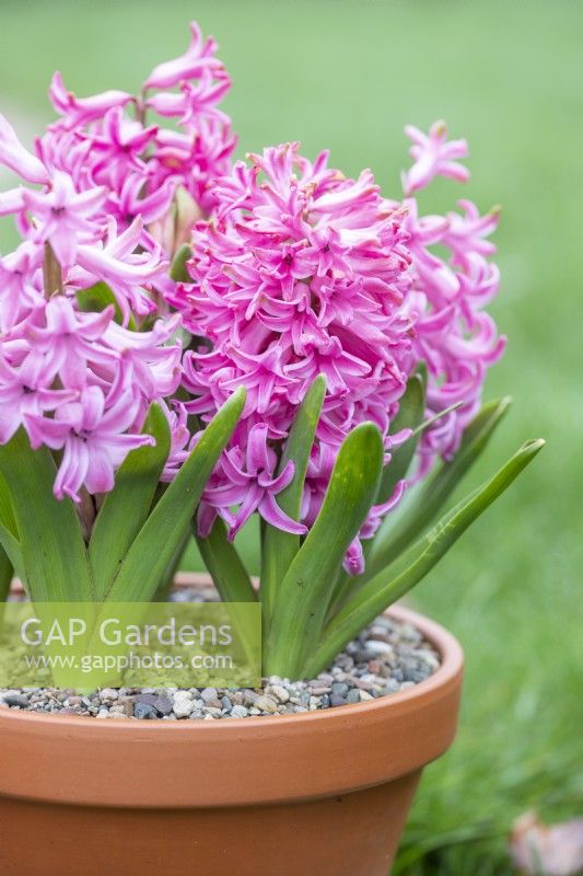 Hyacinthus 'Fondant' in terracotta pot
