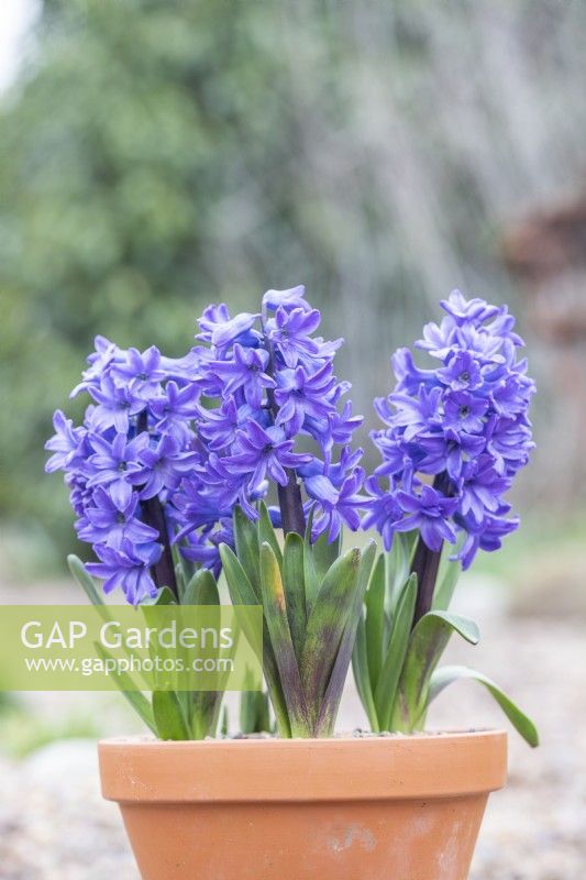 Hyacinthus 'Delft Blue' in terracotta pot