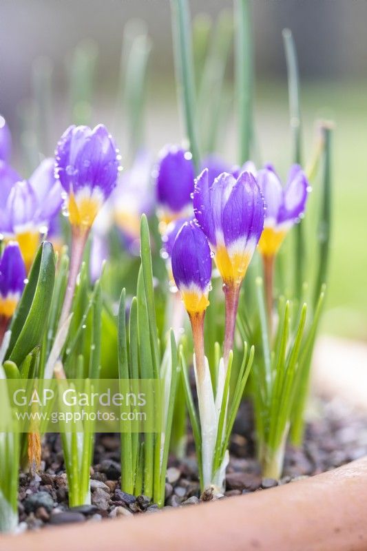 Crocus sieberi 'Tricolour'