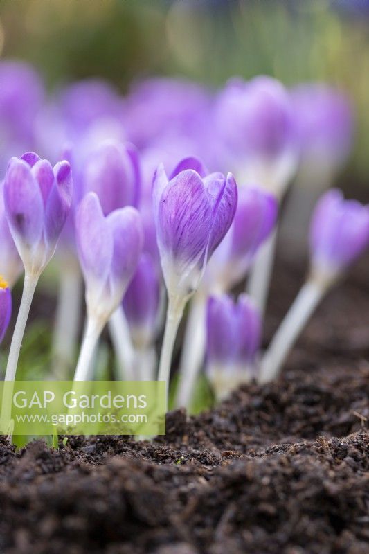 Crocus tommasinianus