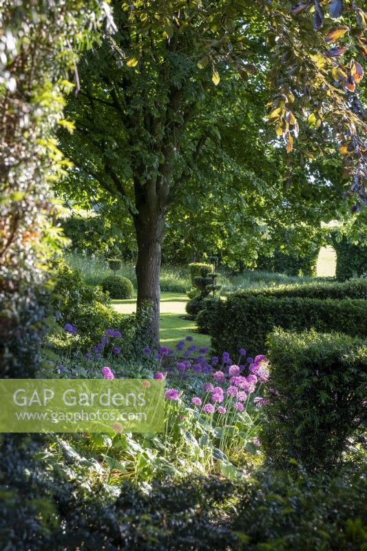 View across formal garden with clipped hedging, with Allium 'Purple Sensation' in foreground.