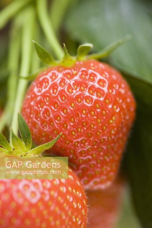 Strawberry - Fragaria ananassa 'Elsanta'