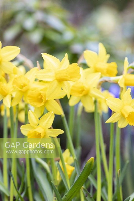 Narcissus 'Tete-a-Tete'