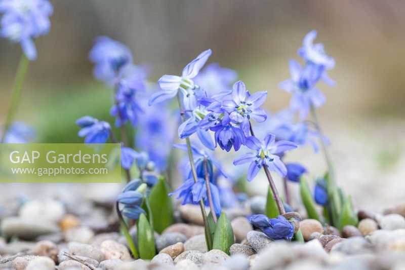 Scilla siberica