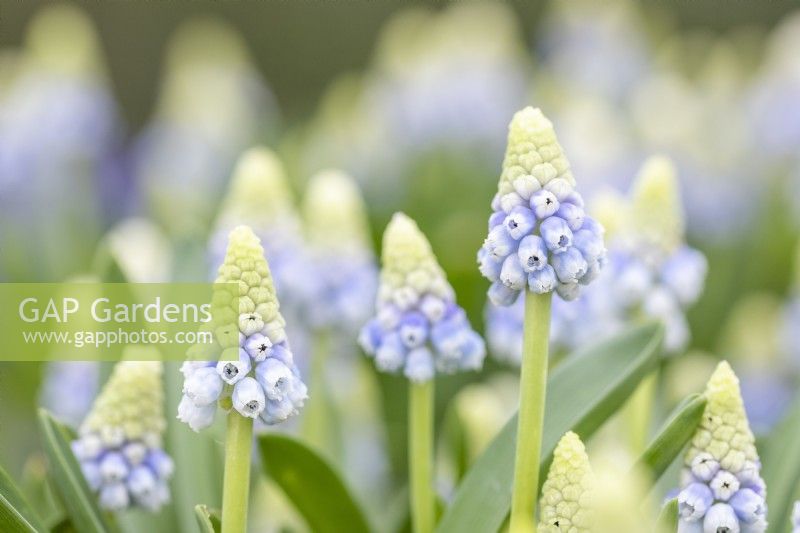 Muscari azureum