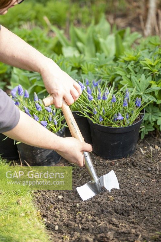 Woman using perennial spade in border