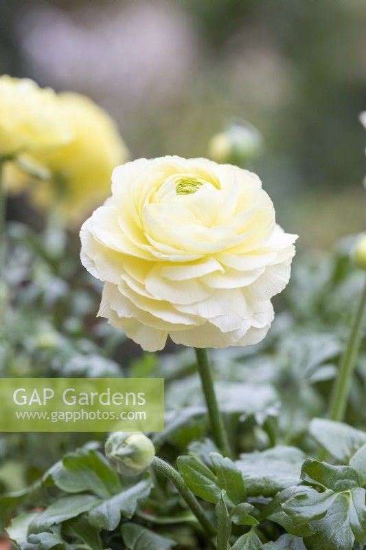 Ranunculus asiaticus 'Snow White'