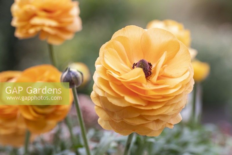 Ranunculus 'Vortex Orange Apricot'