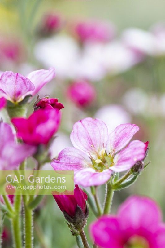 Mossy Saxifrage 'Alpino Early Carnival'