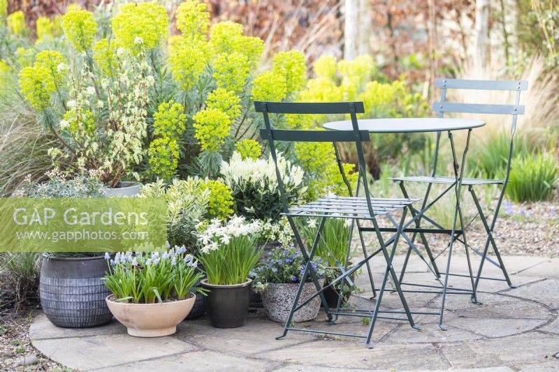 Lithodora diffusa, Muscari armeniacum 'Valerie Finnis' Narcissus 'Topolino', Hebe variegata, Euonymus, Mossy saxifrage and Choisya arranged on patio with table and chairs