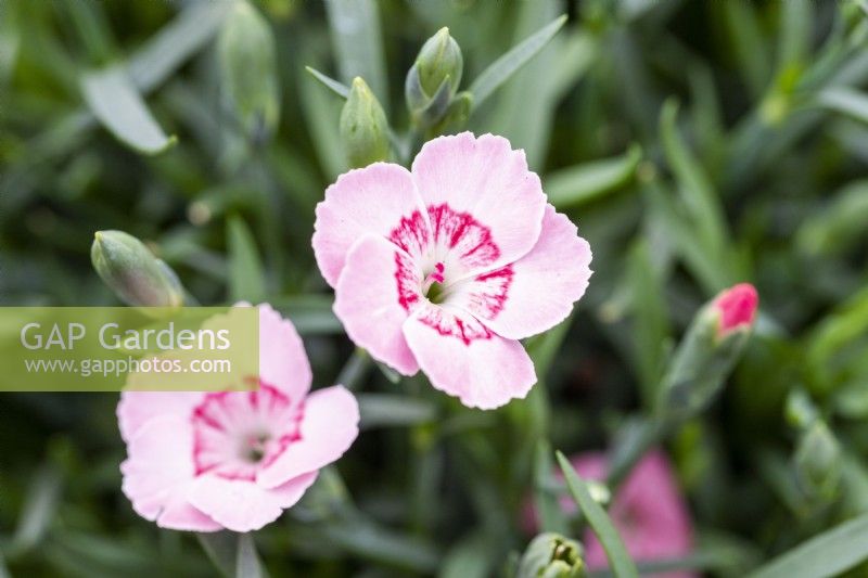 Dianthus 'Peach Party'