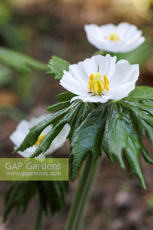 Podophyllum hexandrum - Himalayan May Apple. Portrait of a flower with leaves underneath.
