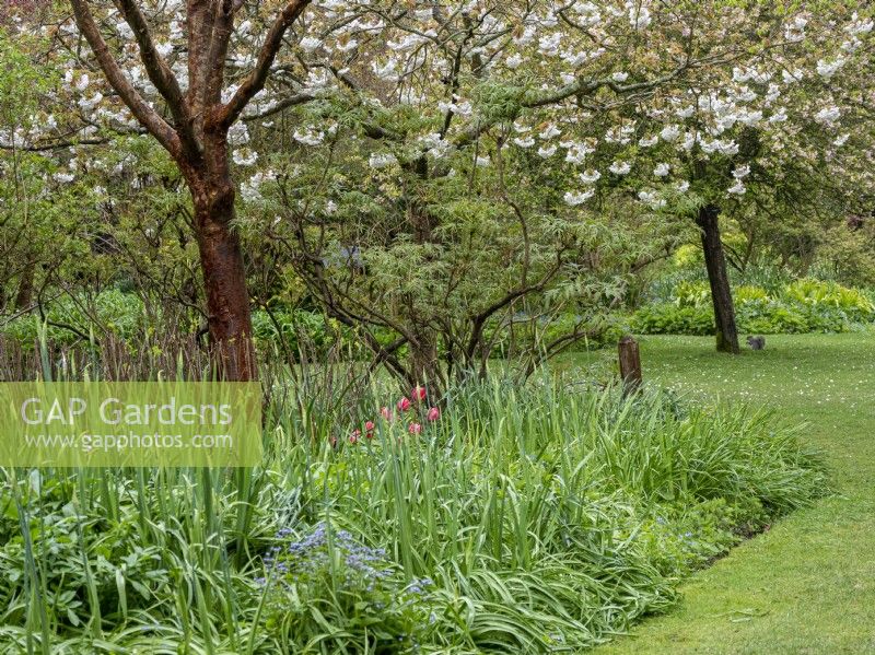 Spring woodland garden with perennials emerging and spring blossom