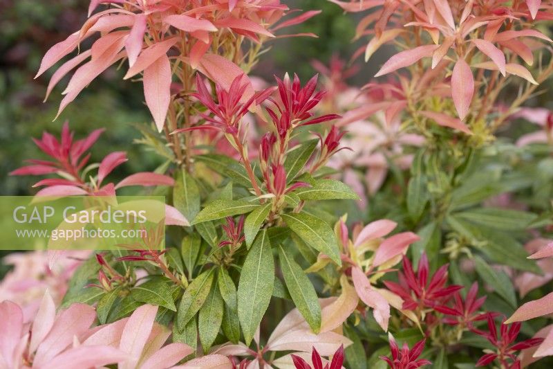 Pieris japonica, April