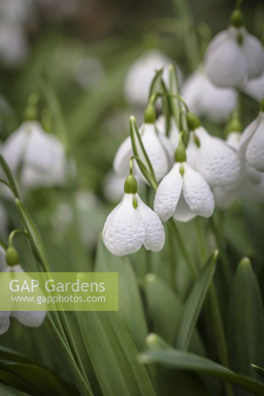 Galanthus plicatus 'Diggory'