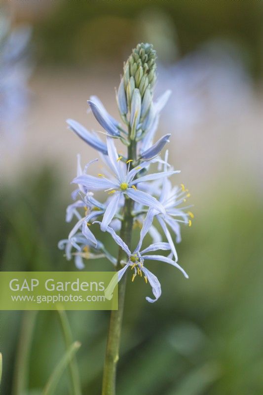 Camassia leichtlinii 'Blue Heaven'