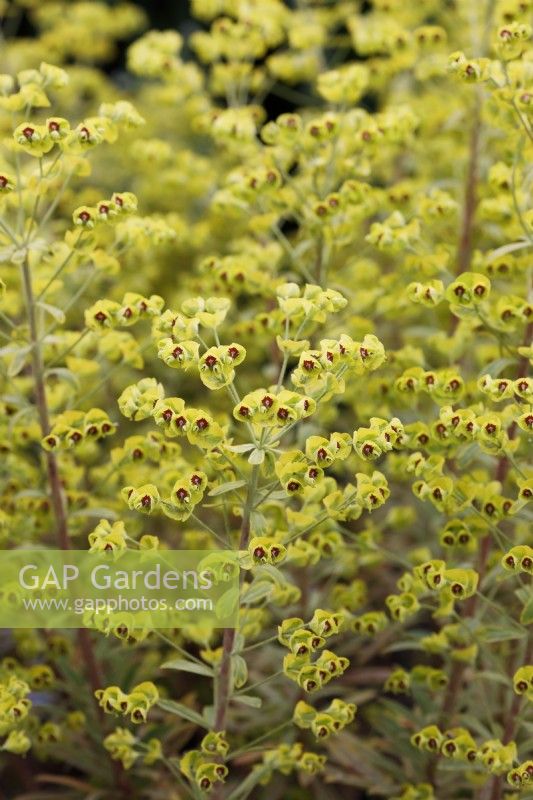 Euphorbia x martini 'Ascot Rainbow'