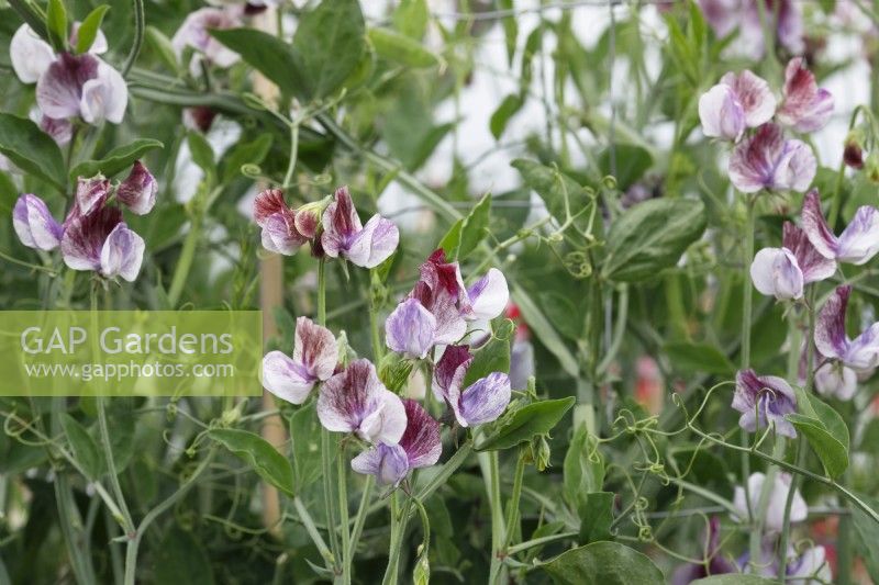 Lathyrus odoratus 'Senator' - Sweet Pea