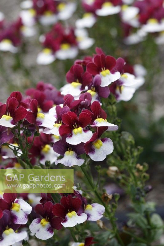 Nemesia Sunpeddle Painted Rose