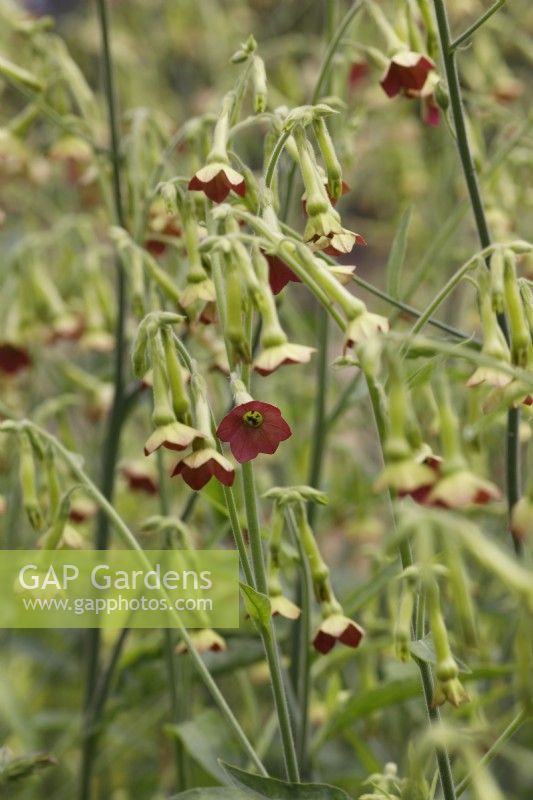 Nicotiana langsdorffii 'Bronze Queen' Tobacco plant