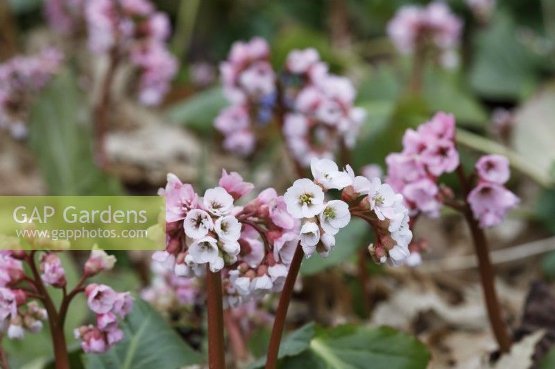 Bergenia 'Schneekissen'- Elephant's Ears