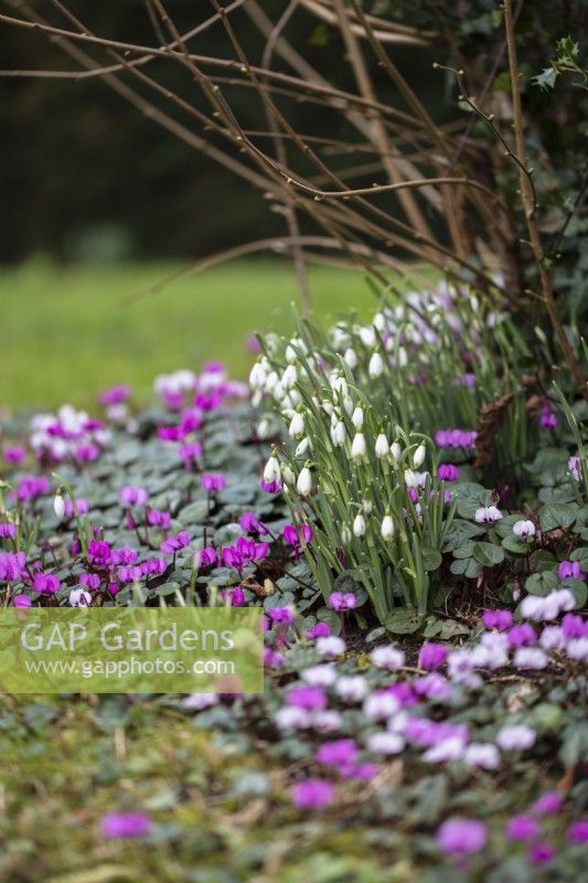 Galanthus nivalis and Cyclamen coum