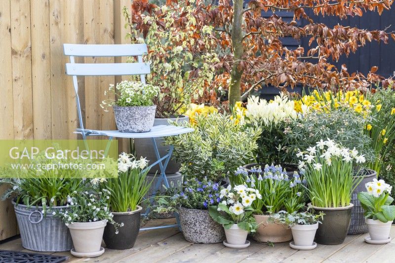 Mossy saxifrage 'Alpino Early Lime' in pot on a chair with Muscari 'Valerie Finnis', Narcissus 'Topolino', Primula, Myosotis, Hebe, Euonymus, Choisya and Ribes on the deck